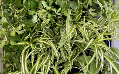 Zdjęcia przedstawia wiele zielonych roślin stanowiących kompozycję