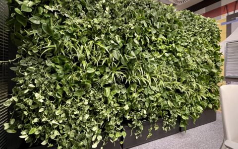 Zielona kompozycja z roślin